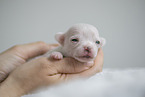 Chihuahua Welpe