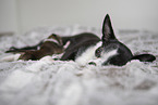 Chihuahua Welpen