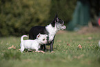 Chihuahua Welpen