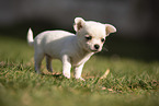 Chihuahua Welpe