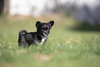 Chihuahua Welpe