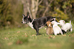 Chihuahua Welpen