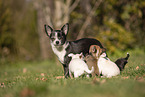 Chihuahua Welpen