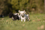 Chihuahua Welpen