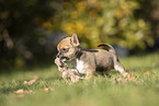 Chihuahua Welpe