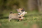 Chihuahua Welpe