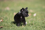 Chihuahua Welpe