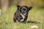 Chihuahua Welpe