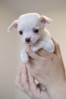Chihuahua Welpe