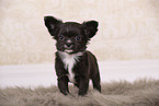 Chihuahua Welpe