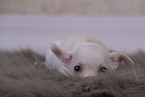 Chihuahua Welpe