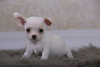 Chihuahua Welpe