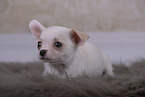 Chihuahua Welpe