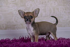 Chihuahua Welpe