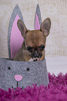 Chihuahua Welpe