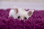Chihuahua Welpe
