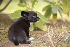 Chihuahua Welpe
