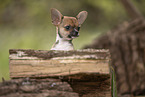 Chihuahua Welpe