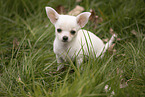 Chihuahua Welpe