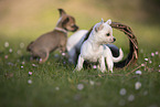 Chihuahua Welpen