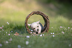 Chihuahua Welpe