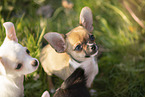 Chihuahua Welpen
