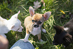Chihuahua Welpen