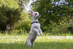 Chihuahua Welpe