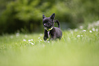 Chihuahua Welpe
