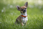 Chihuahua Welpe