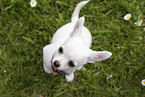 Chihuahua Welpe