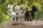 Chihuahua Welpen