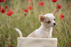 junger Chihuahua