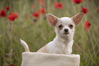 junger Chihuahua
