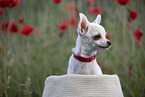 junger Chihuahua