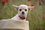 junger Chihuahua