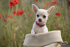 junger Chihuahua