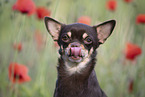 junger Chihuahua
