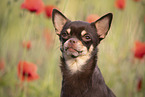 junger Chihuahua