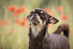 junger Chihuahua