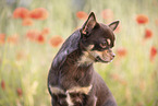 junger Chihuahua