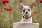 junger Chihuahua
