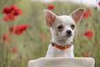 junger Chihuahua