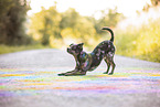 Chihuahua