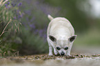 Chihuahua