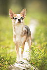 Chihuahua