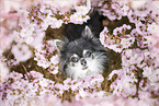 Chihuahua Senior