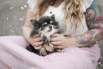Chihuahua Senior