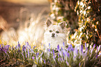 langhaariger Chihuahua