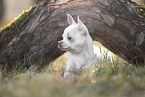 Chihuahua